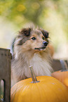Sheltie