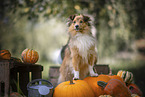 Sheltie