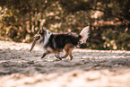 male Sheltie