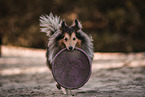 male Sheltie