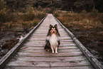 male Sheltie