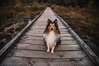 male Sheltie