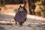 male Sheltie