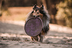male Sheltie