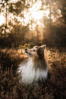 male Sheltie