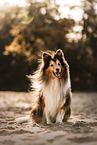 male Sheltie