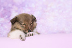 Sheltie Puppy