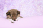 Sheltie Puppy