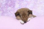 Sheltie Puppy