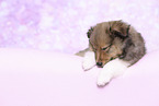Sheltie Puppy