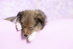 Sheltie Puppy