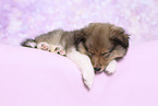 Sheltie Puppy