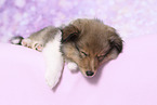 Sheltie Puppy