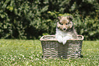 Sheltie Puppy