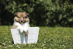 Sheltie Puppy