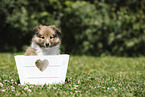 Sheltie Puppy