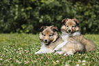 Sheltie Puppies