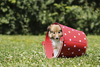 Sheltie Puppy
