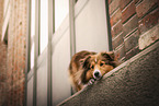 female Sheltie