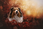female Sheltie