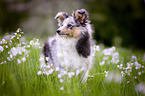 Sheltie puppy