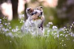 Sheltie puppy
