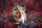 female Sheltie