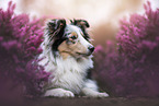 Sheltie