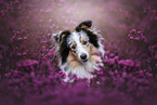 Sheltie