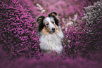 Sheltie