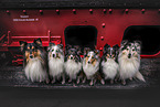 Shelties