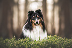 Sheltie