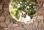 Sheltie