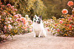 Sheltie