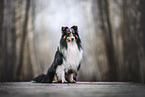 Sheltie