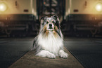 Sheltie