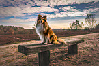 female Sheltie
