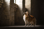 female Sheltie