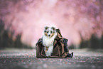 Sheltie Puppy