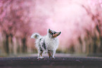 Sheltie Puppy