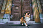 Sheltie