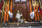 Sheltie