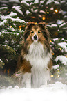 Sheltie