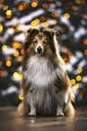 Sheltie