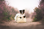 Shetland Sheepdog