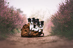 Shetland Sheepdogs