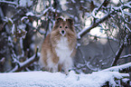 Sheltie