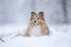 Sheltie