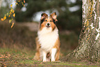 Sheltie