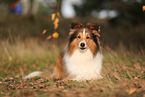 Sheltie